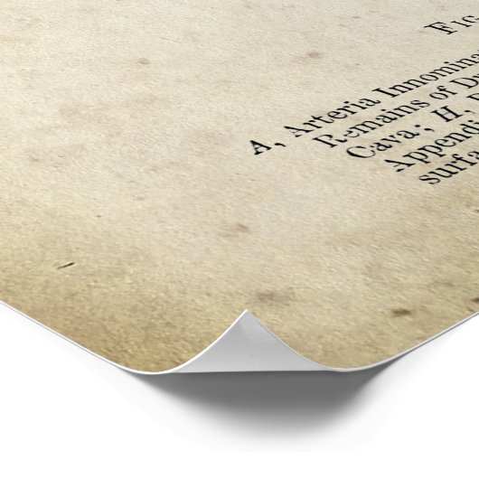 Anterieur Uitzicht van het hart Anatomie Poster (Hoek)