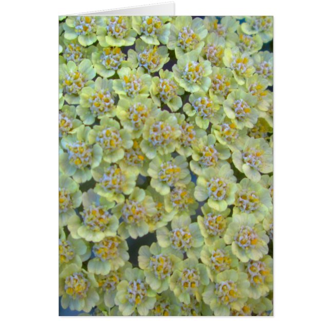 Anthea Yarrow (Devant)