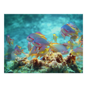 Anthias - Kleurrijke school van vissen op koraalri Perfect Poster