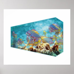 Anthias vissen bij koraalrif - Fotografisch ontwer Poster