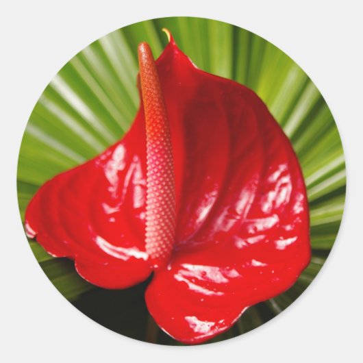 Anthirium Ronde Sticker (Voorkant)