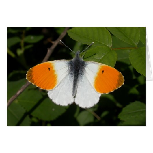 Anthocharis cardamines (Voorkant Horizontaal)