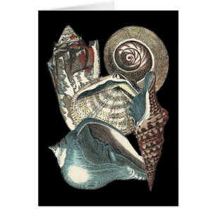 Anthologie des coquillages