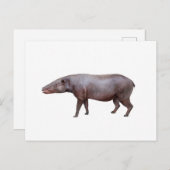 Anthracotherium ("Koolbeest") briefkaart, wit Briefkaart (Voorkant / Achterkant)