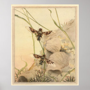 ANTHRAX FLY - Insect Book Illustration Poster