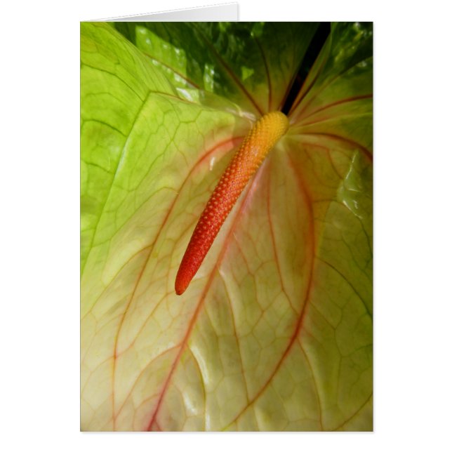 Anthurium (Voorkant)