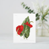 Anthurium atrosanguineum briefkaart (Staand voorkant)