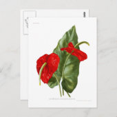 Anthurium atrosanguineum briefkaart (Voorkant / Achterkant)
