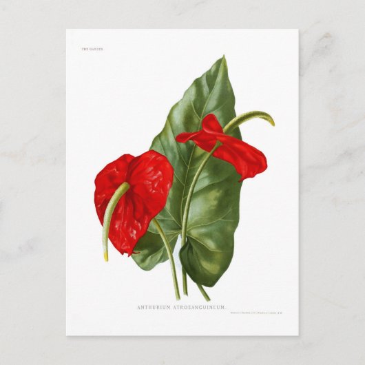 Anthurium atrosanguineum briefkaart (Voorkant)