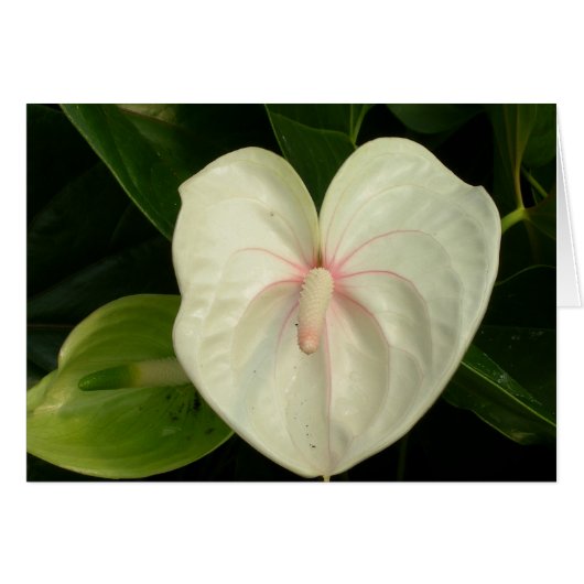 Anthurium blanc Hawaii (Devant Horizontal)