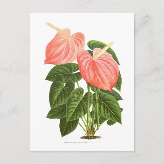 Anthurium Briefkaart (Voorkant)