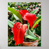 Anthurium Red Flower Mexico Poster (Voorkant)