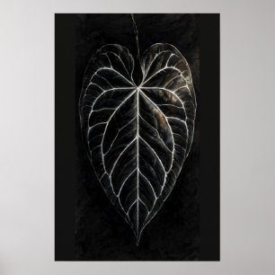 Anthurium Zilver-Ader Zwarte Hart Poster