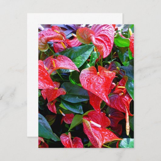 Anthuriums (Voorkant / Achterkant)