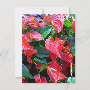 Anthuriums