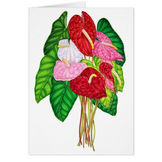 Anthuriums (Voorkant)