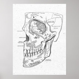 Antiek anatomie Botten Vintage Poster