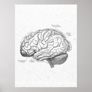 Antiek anatomie Brain Vintage Poster
