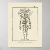 Antiek anatomie graving Arteries Poster (Voorkant)