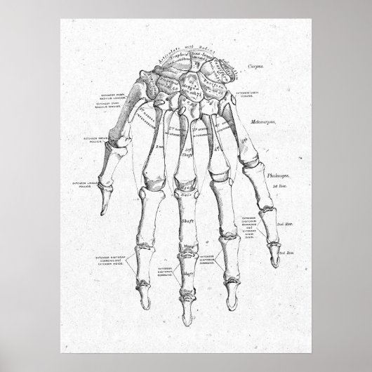 Antiek anatomie Handhand Botten Vintage Poster (Voorkant)