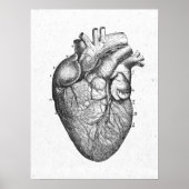Antiek anatomie Hart  Poster (Voorkant)