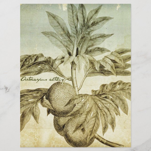 Antiek Artocarpus Altilis (Voorkant)