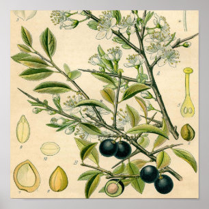 Antiek Blackthorn Botanische Print Bloembes