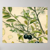 Antiek Blackthorn Botanische Print Bloembes (Voorkant)