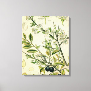 Antiek Blackthorn Botanische Print Bloembes