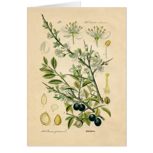 Antiek Blackthorn Botanische Print Bloembes (Voorkant)