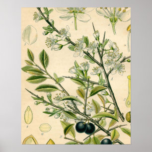 Antiek Blackthorn Botanische Print Bloembes
