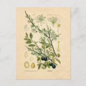 Antiek Blackthorn Botanische Print Bloembes Briefkaart (Voorkant)