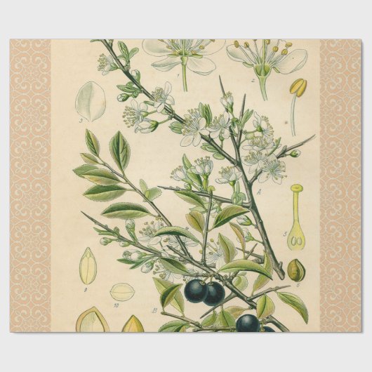 Antiek Blackthorn Botanische Print Bloembes Cadeaupapier (Vlak)