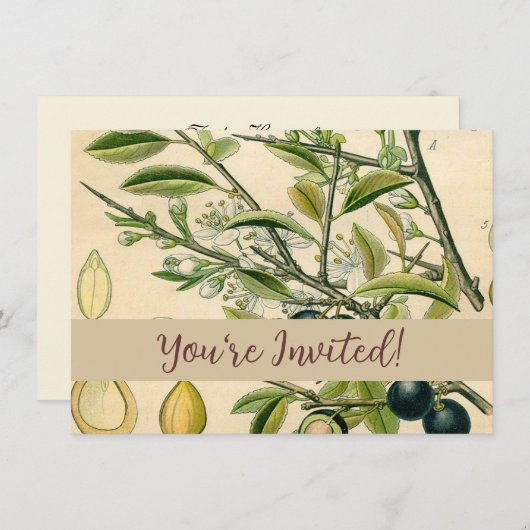 Antiek Blackthorn Botanische Print Bloembes Kaart (Voorkant / Achterkant)