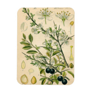 Antiek Blackthorn Botanische Print Bloembes Magneet