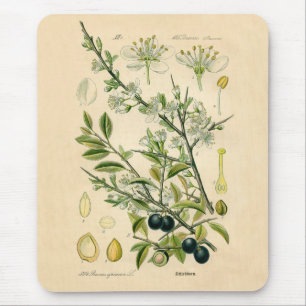 Antiek Blackthorn Botanische Print Bloembes Muismat