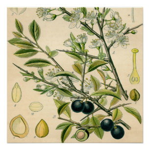 Antiek Blackthorn Botanische Print Bloembes Perfect Poster