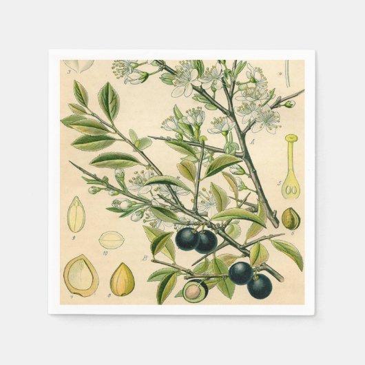 Antiek Blackthorn Botanische Print Bloembes Servetten (Voorkant)