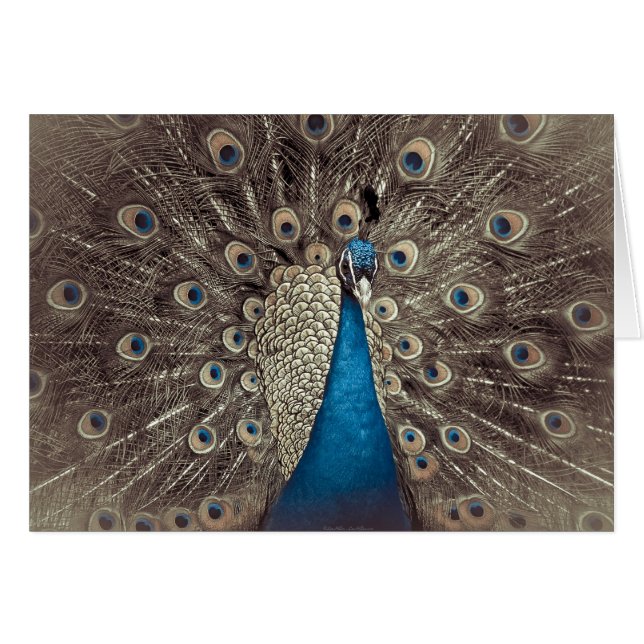 Antiek Blauw Peacock (Voorkant Horizontaal)