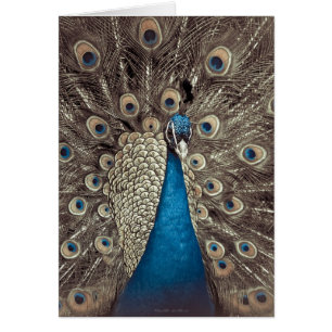 Antiek Blauw Peacock