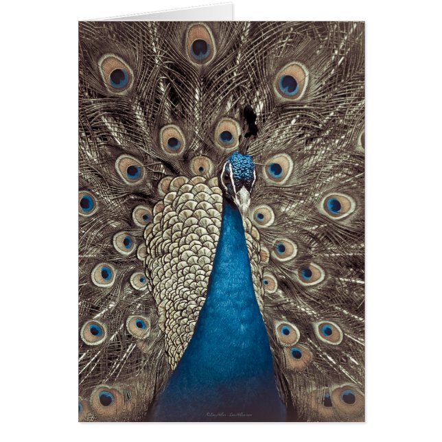 Antiek Blauw Peacock (Voorkant)