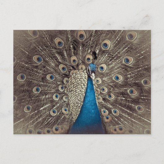 Antiek Blauw Peacock Briefkaart (Voorkant)