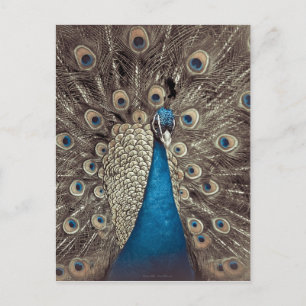 Antiek Blauw Peacock Briefkaart