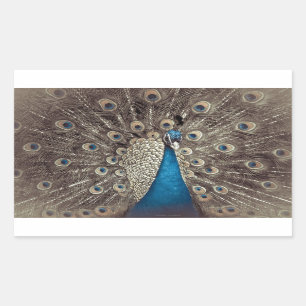 Antiek Blauw Peacock Rechthoekige Sticker