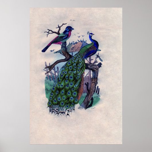 Antiek Blue Peacock French Poster Print (Voorkant)