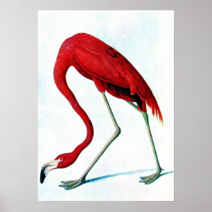 Antiek bord Amerikaanse rode flamingo Audubon Poster
