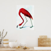 Antiek bord Amerikaanse rode flamingo Audubon Poster (Keuken)