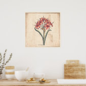 Antiek Botanisch Print Poster Red Guernsey Lily (Keuken)