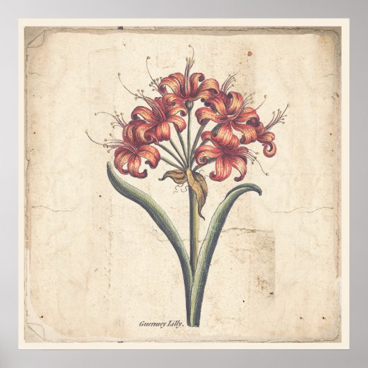 Antiek Botanisch Print Poster Red Guernsey Lily (Voorkant)