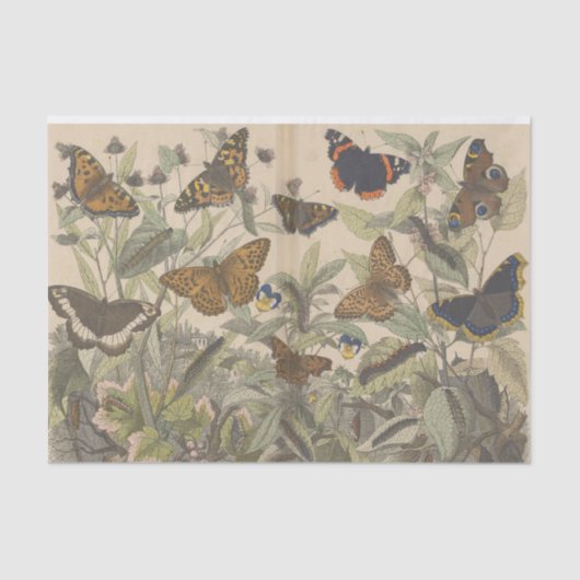 Antiek Botanische  Vlinder Decoupage Tissuepapier (Voorkant)
